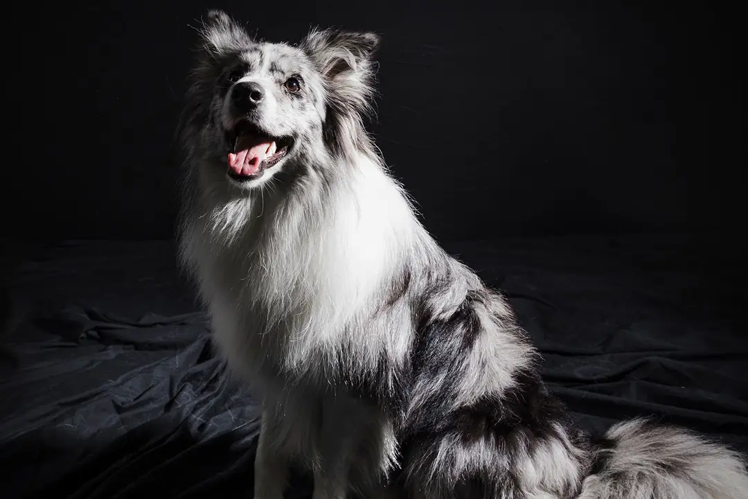 Collie