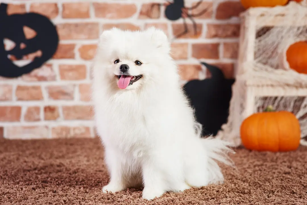 Pomeranian Boo’da Beslenme ve Egzersiz