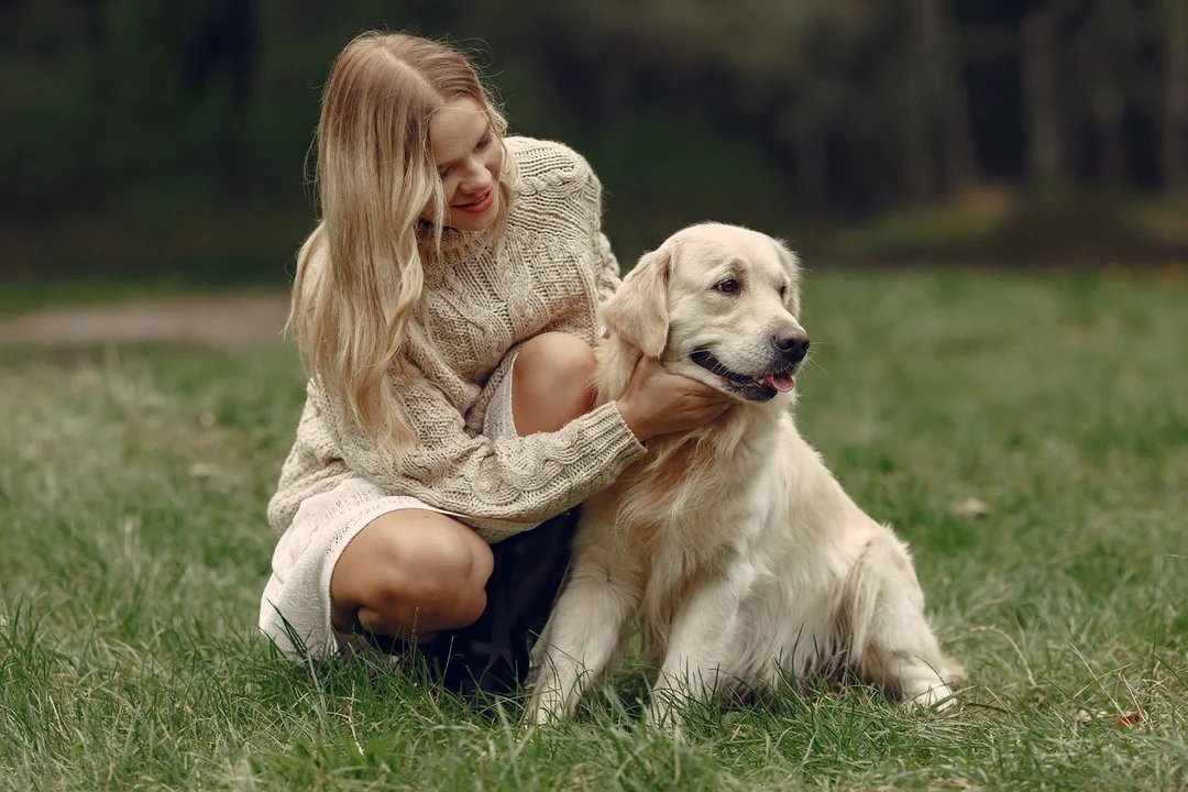 Golden Retriever vs Labrador: Karakter Özelliklerinin Karşılaştırması