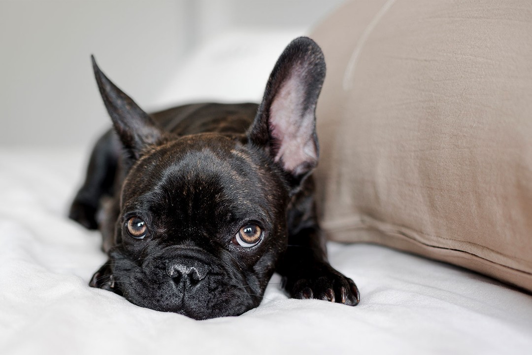 Fransız Bulldog
