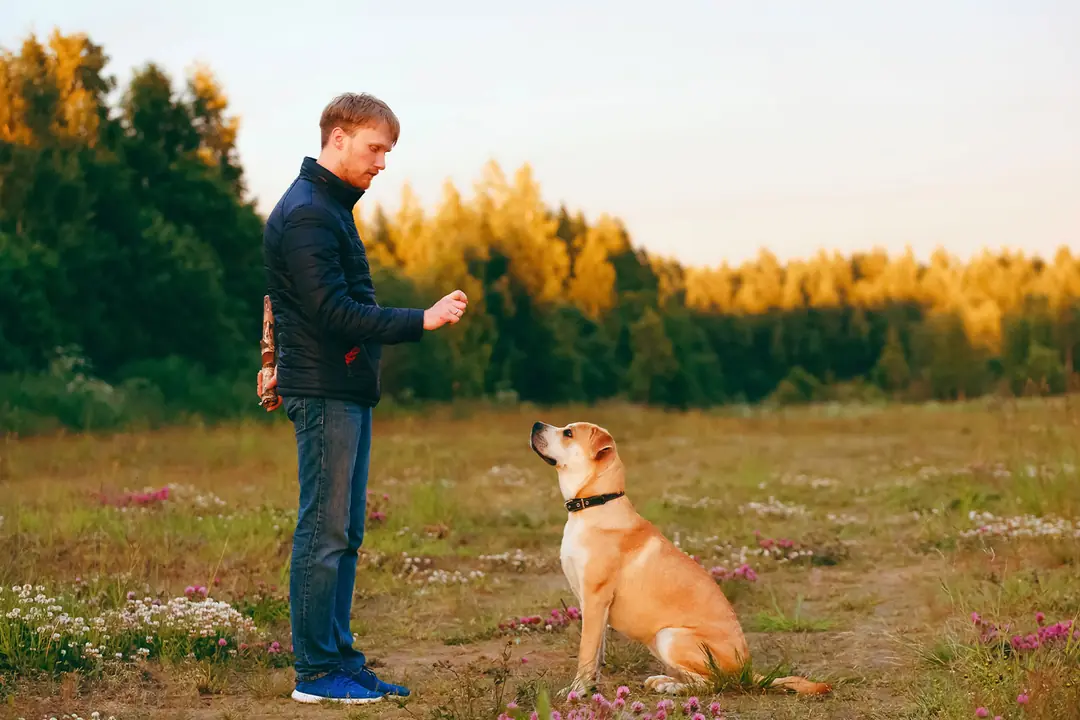 Temel İtaat Eğitiminde Bekle Komutu