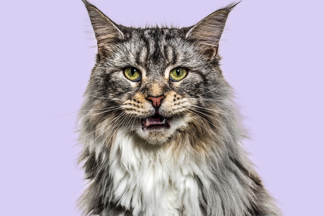 Main Coon