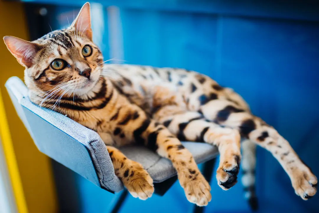 Bengal Kedisi Sağlığı ve Yatkın Olduğu Hastalıklar