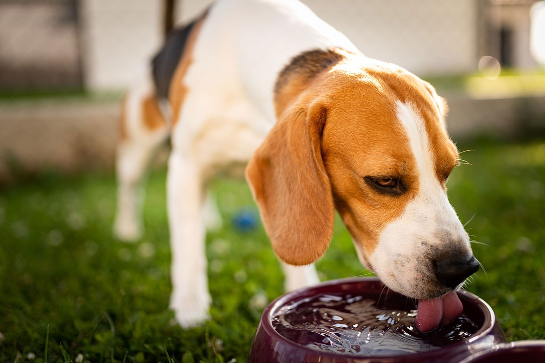 Köpekler Ne Kadar Su İçmeli?