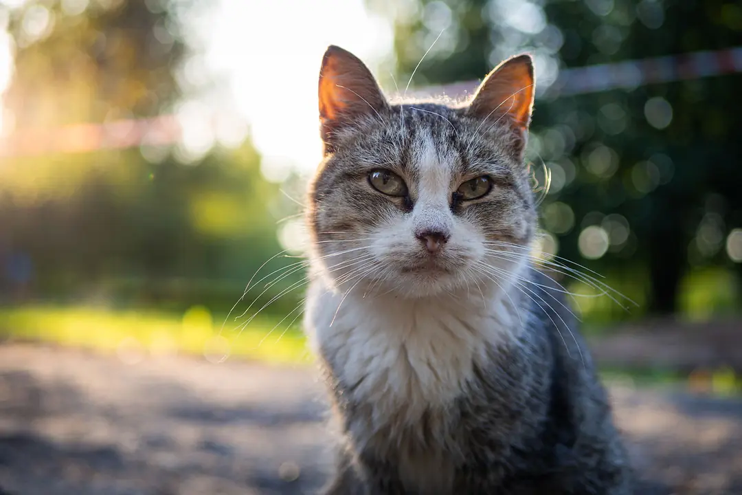 Kedi ve Köpekler Kaç Yaşında Yaşlı Sayılır?