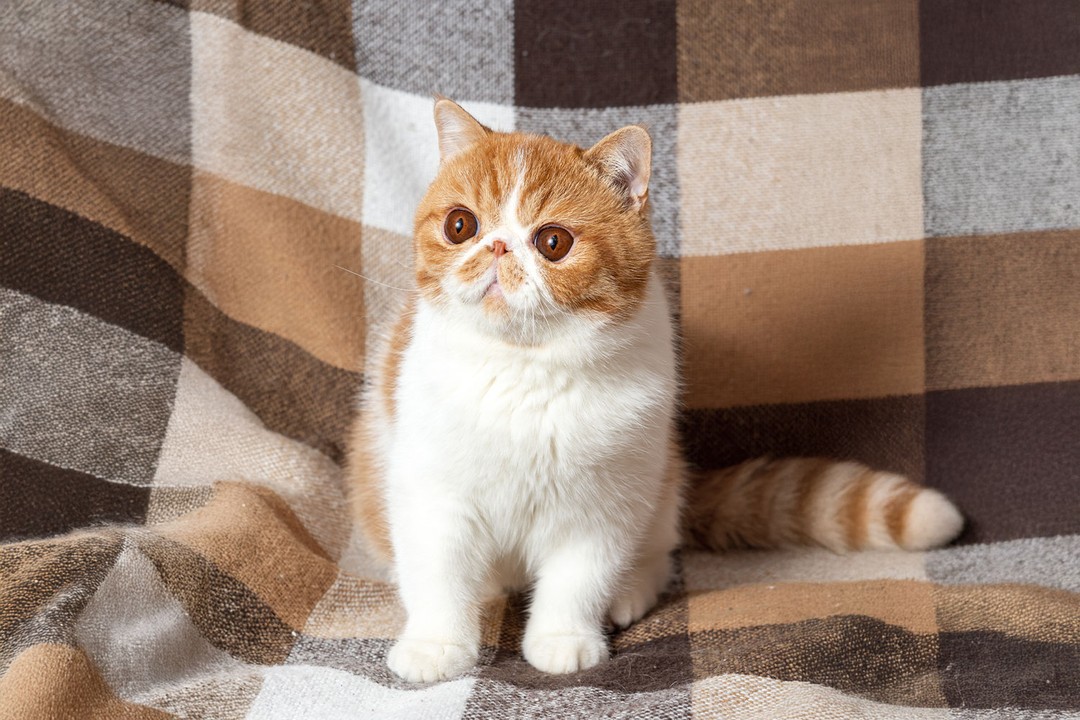 Munchkin Kedisi