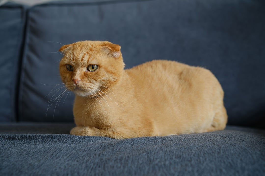 Scottish Fold