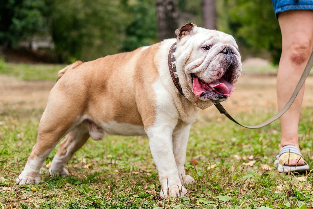 Bulldog