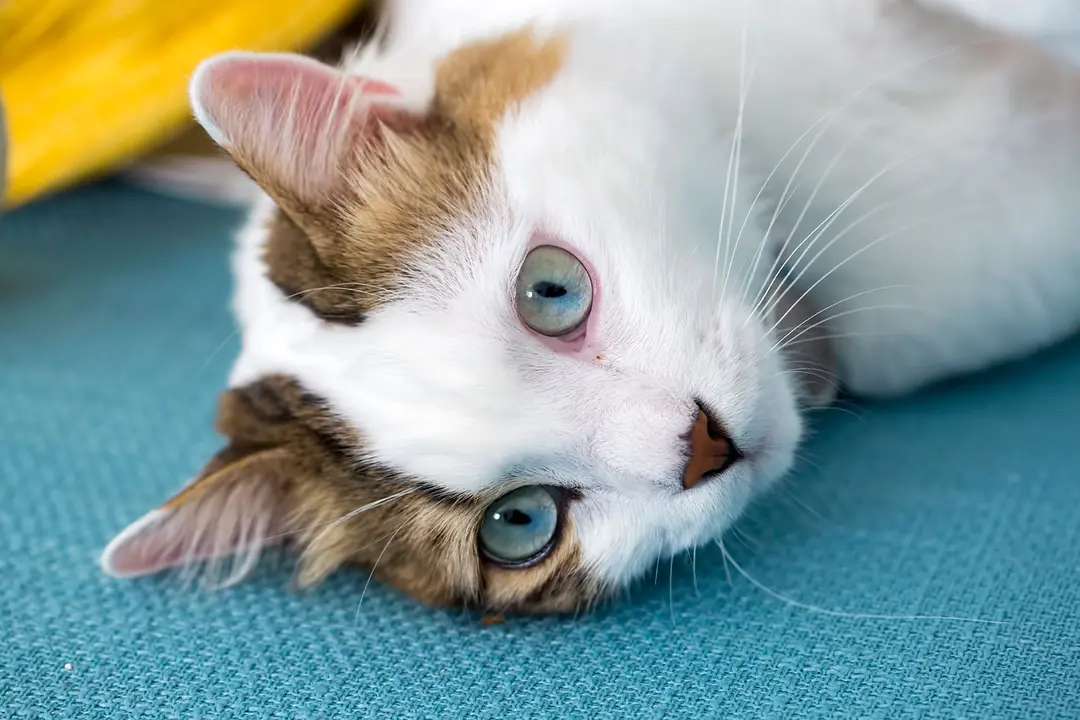 Kedilerde Tip 1 ve Tip 2 Diyabetin Nedenleri&nbsp;