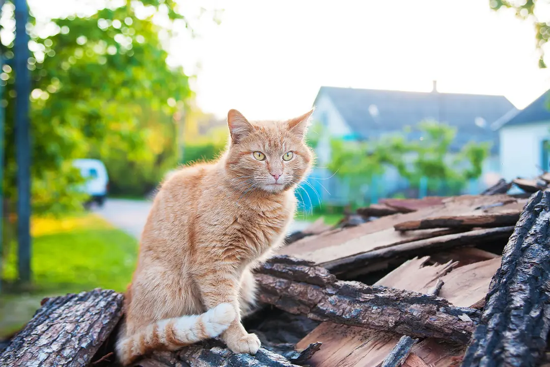 Kedilerin Sıcağa Tutkusu: Tehlike Neden Geç Fark Edilir?&nbsp;&nbsp;