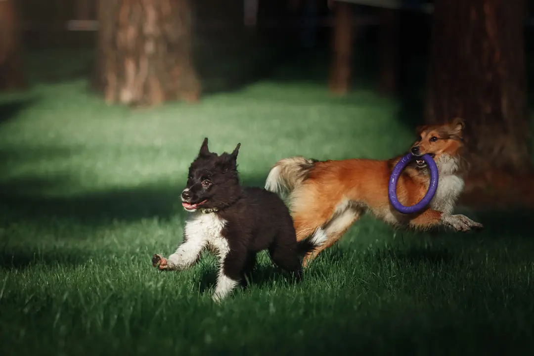 Koklama Duyusunu Geliştiren Sakla ve Bul Egzersizleri&nbsp;&nbsp;