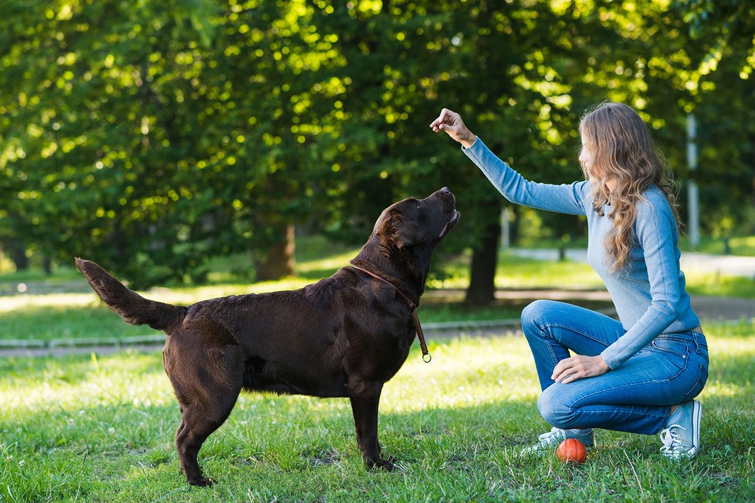 Köpeklerde Eğitim Teknikleri