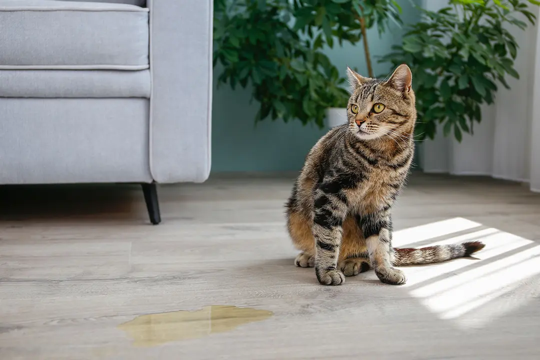 Kedilerde İdrar Yolu Enfeksiyonu Tedavisi