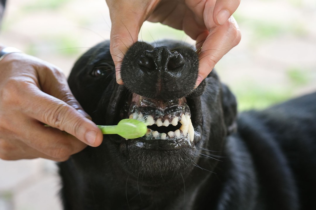 Köpeklerde Diş Sağlığının Önemi