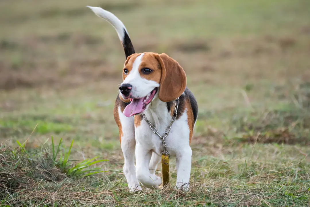 Beagle