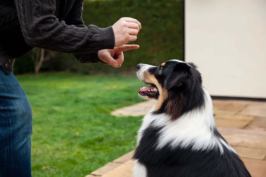 Border Collie Irkının Tarihçesi ve Kökeni