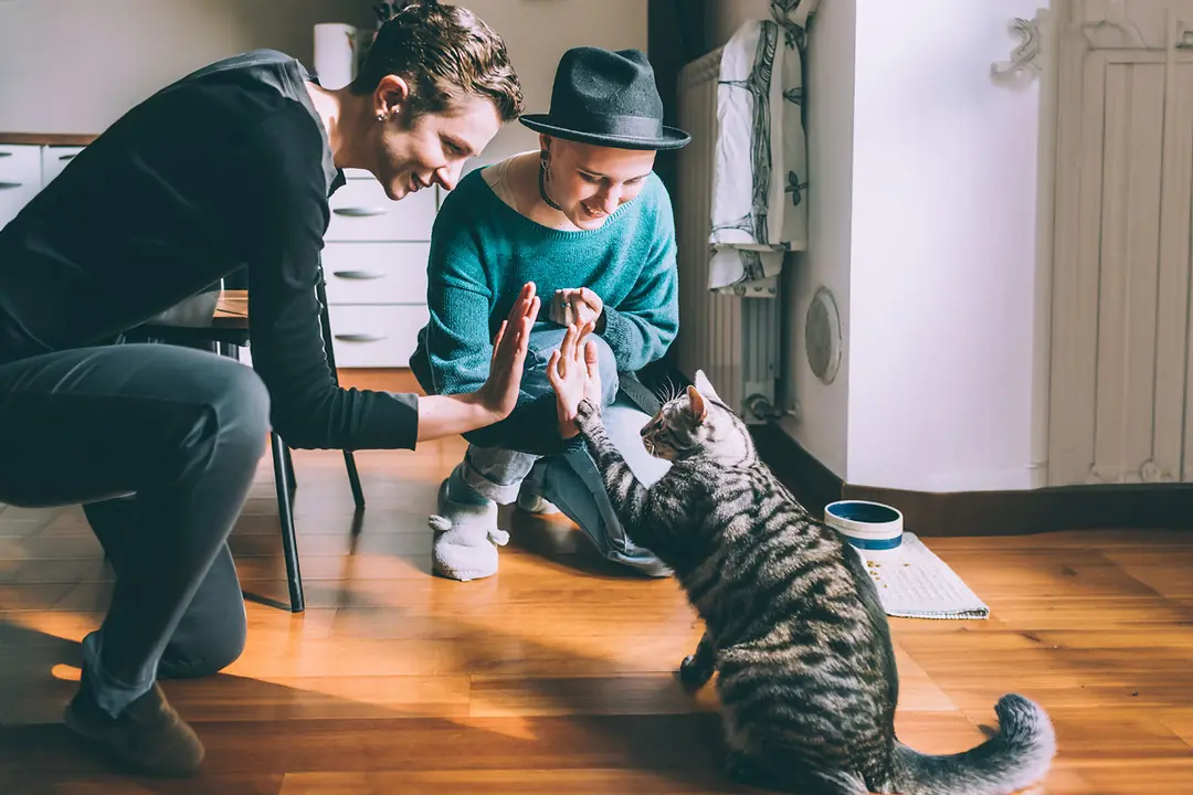 Kediniz size gerçekten güveniyor mu?