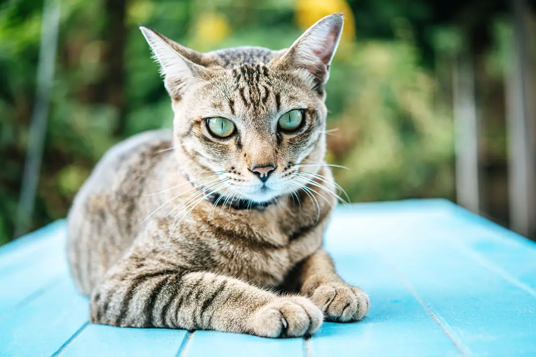 Russian Blue (Rus Mavisi)