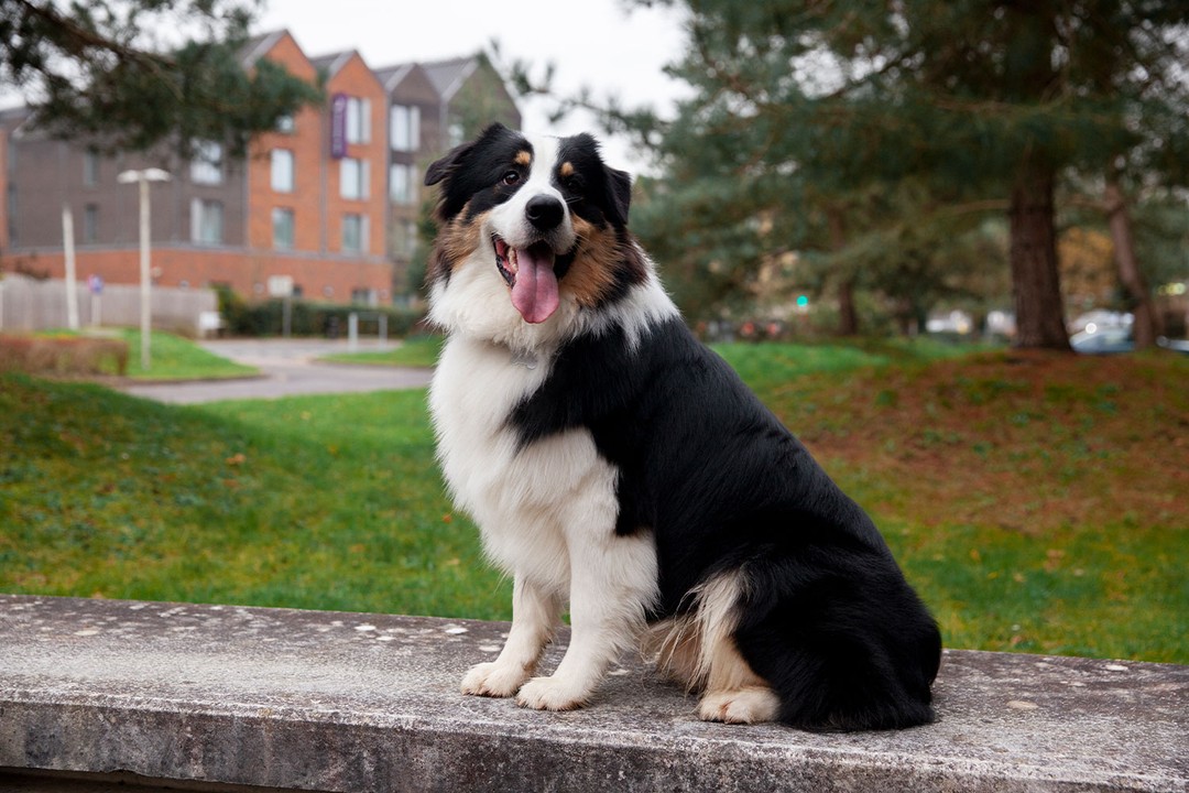 Bernese Dağ Köpeği