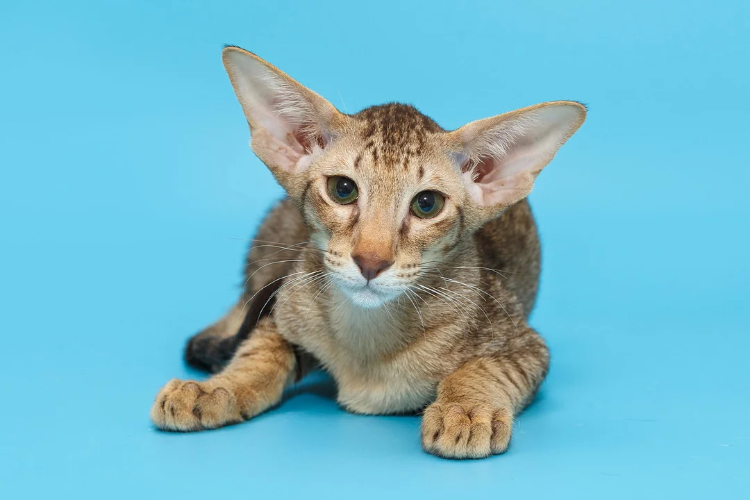 Oriental Shorthair