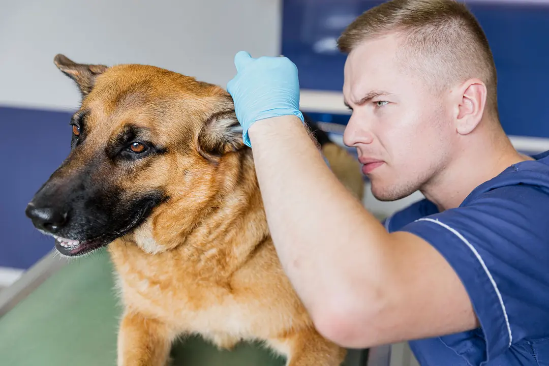 Köpeklerde Kulak Enfeksiyonu Belirtileri&nbsp;