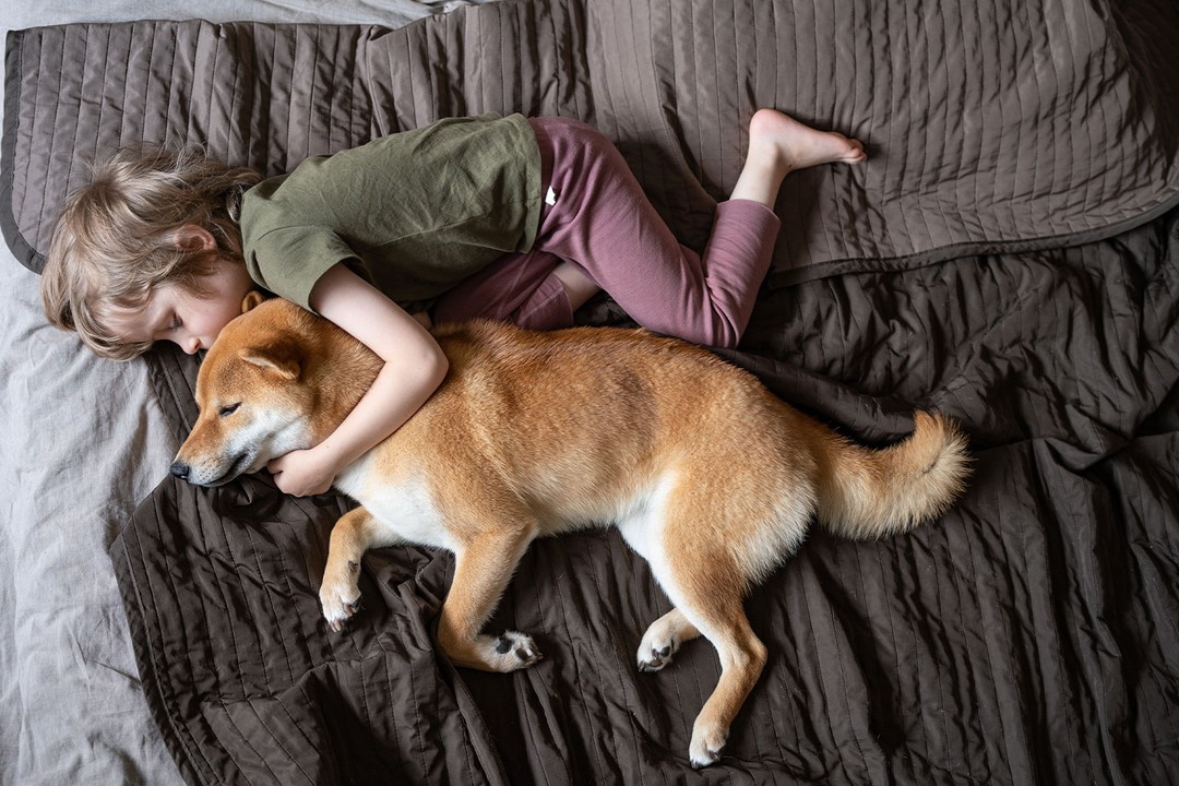 Köpekler ne tür rüyalar görür?