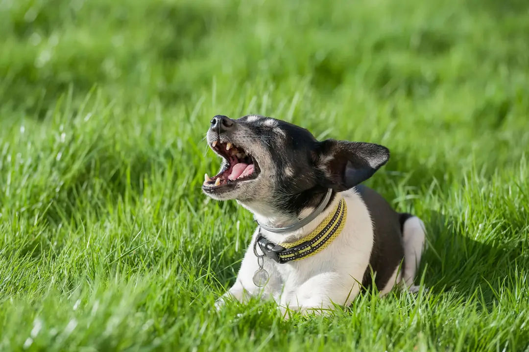 Alarm Havlaması: Çevresel Uyaranlara Tepki