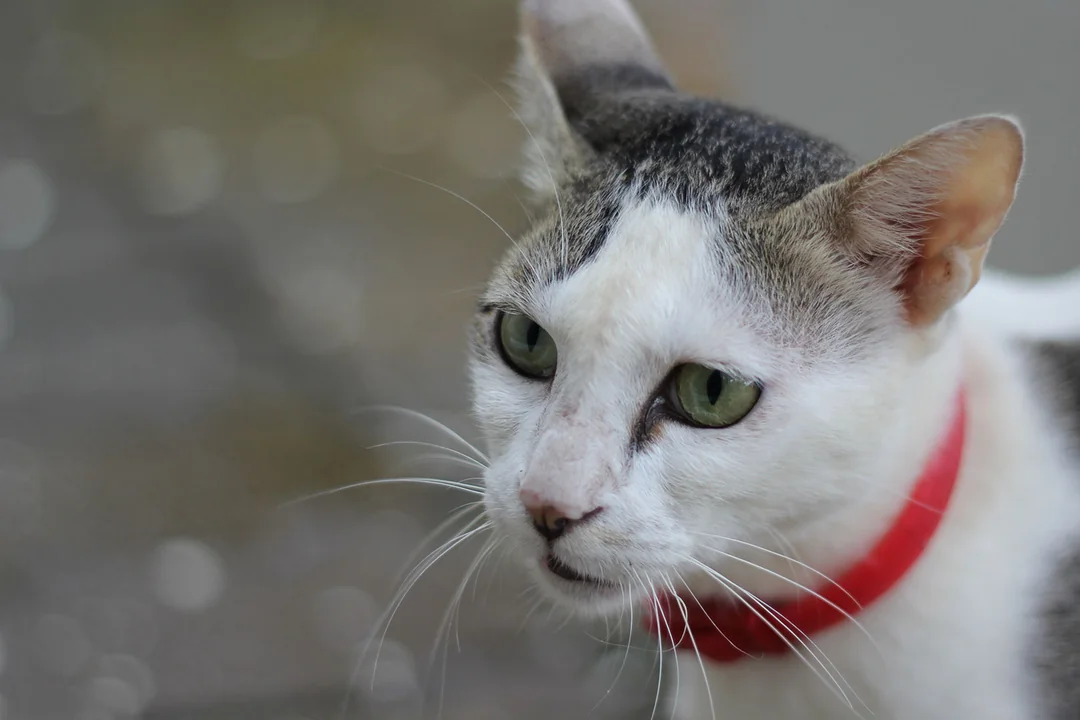 Hangi Kedi Irkları Bıyık Yorgunluğuna Daha Yatkındır?