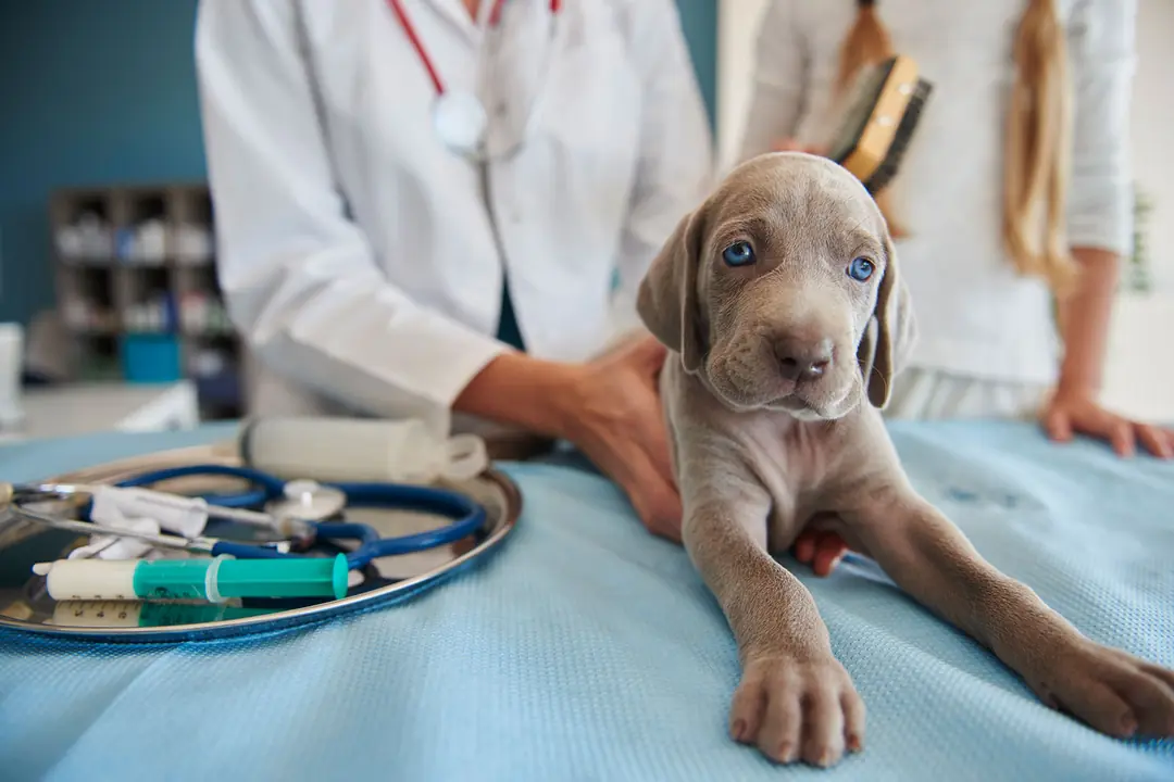 Köpeklerde Parvovirüs (Kanlı İshal) Nedir?