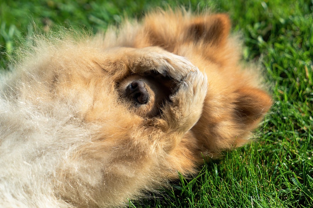 Köpeklerde İshal Tehlikeli Midir?