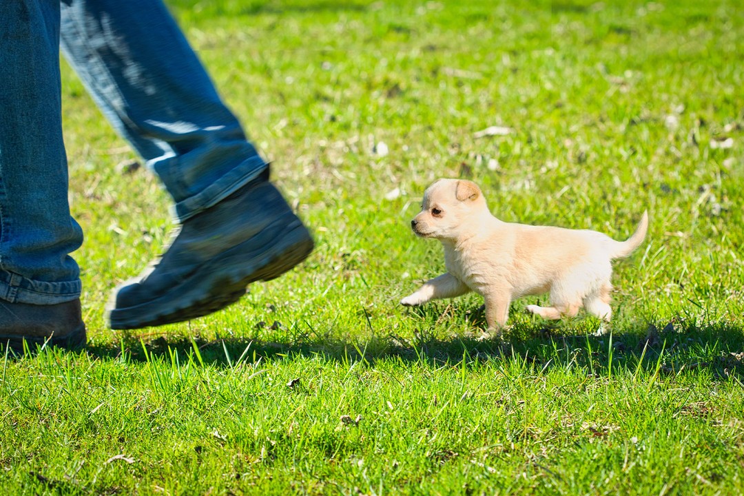 Yeni Yavru Köpek Sahipleri İçin Eğitim Rehberi