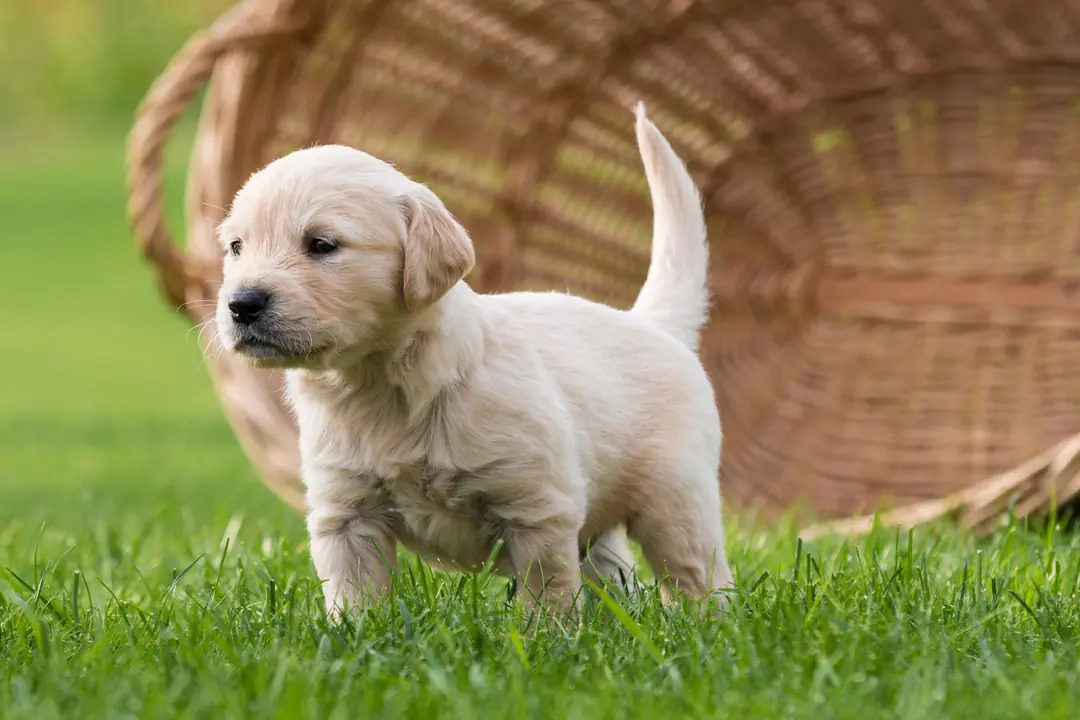 Yavru Köpek Sosyalleşme Sürecinde Aşırı Uyaran (Overstimulation) Belirtileri Nelerdir?