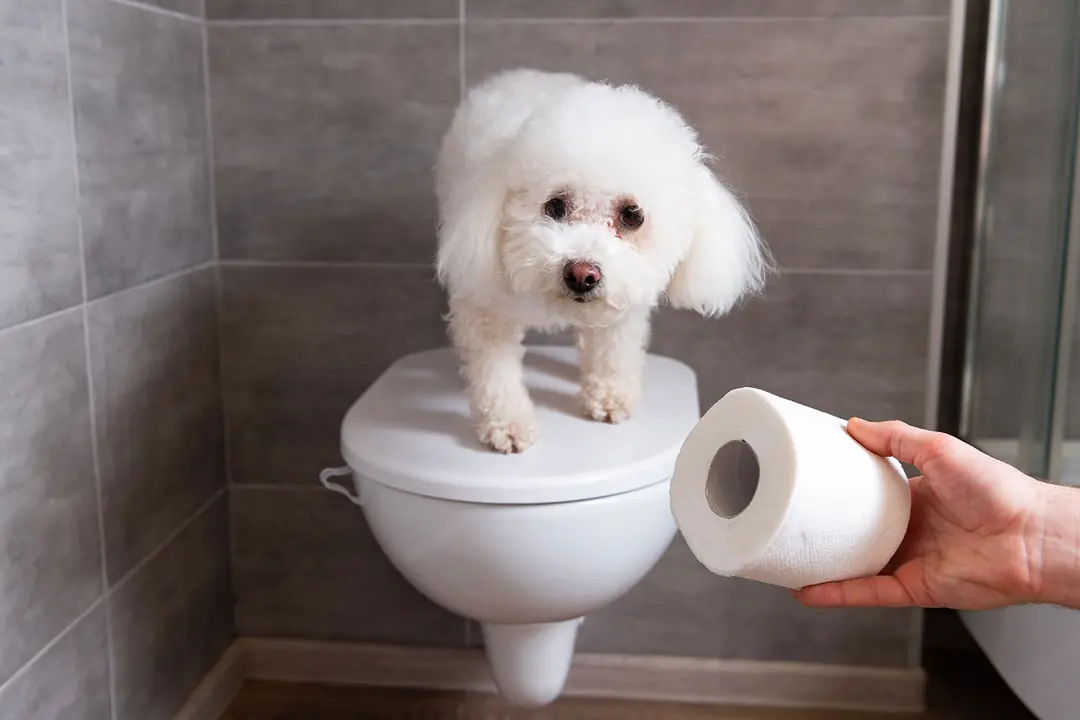 Yavru Köpeklerde Tuvalet Eğitiminin Önemi&nbsp;