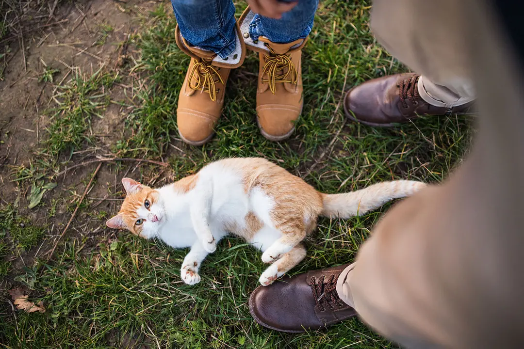 Karın Bölgesini Açmak
