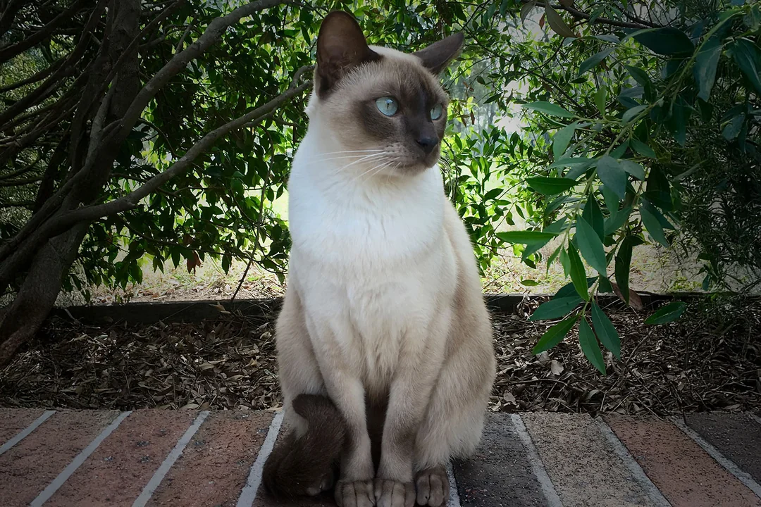 Tonkinese