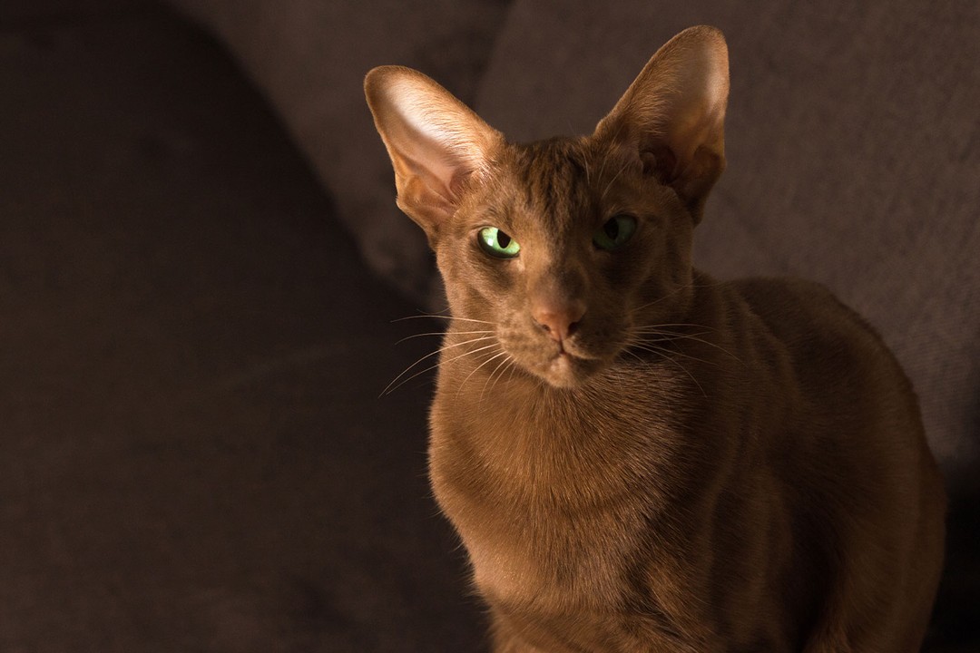 Peterbald