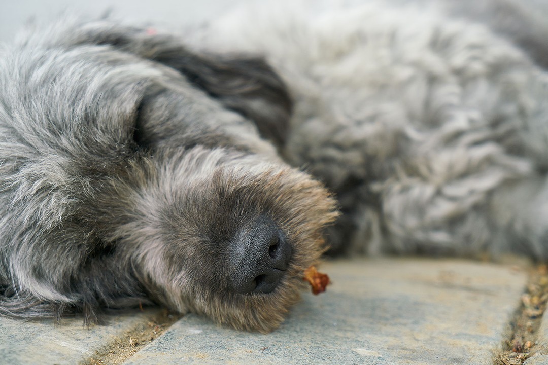 Köpeklerde Zehirlenme Tedavisi Nasıl Yapılır?