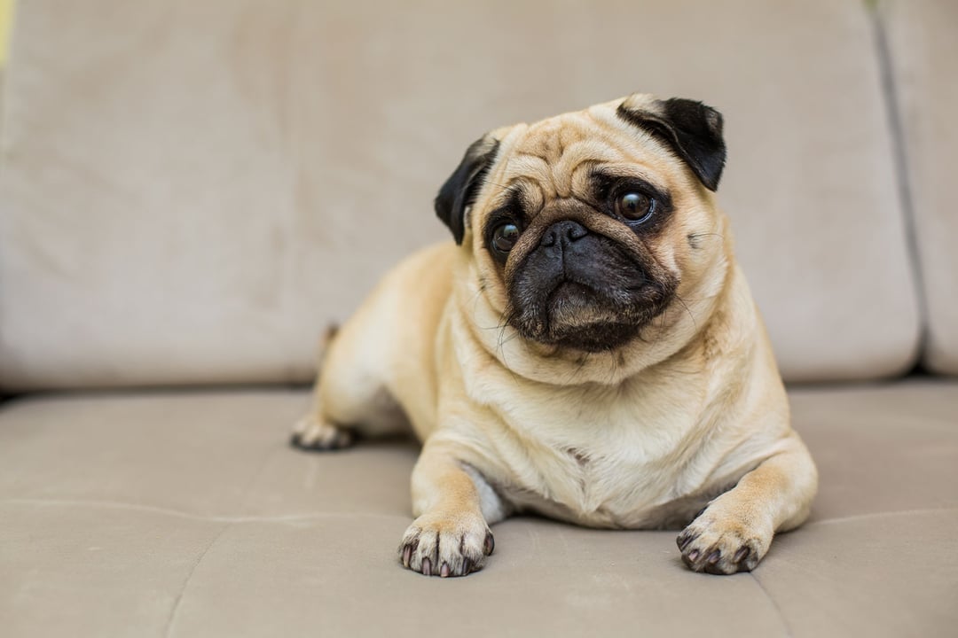 Pug