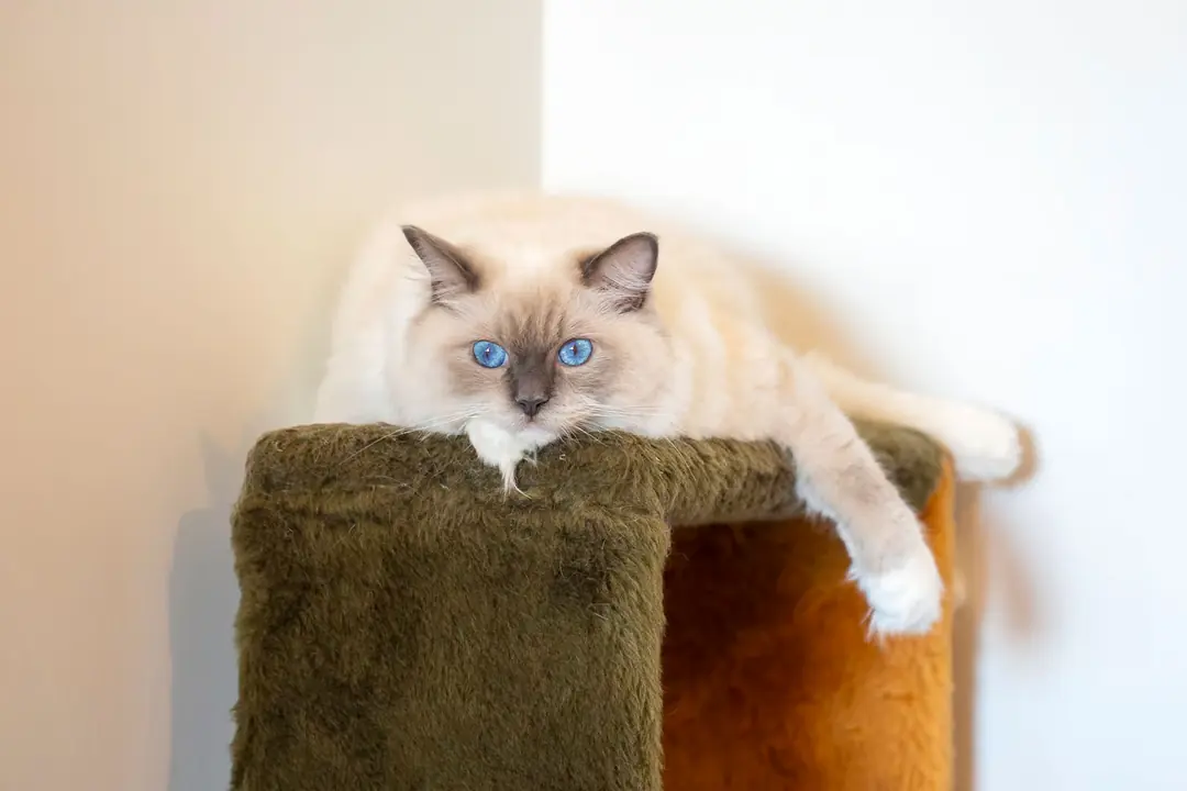 Ragdoll Kedisi Sağlığı ve Yatkın Olduğu Hastalıklar