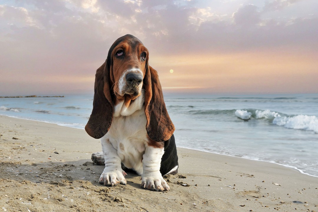 Basset Hound
