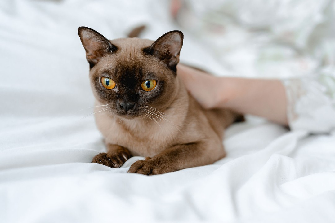 Birmanya Kedisi