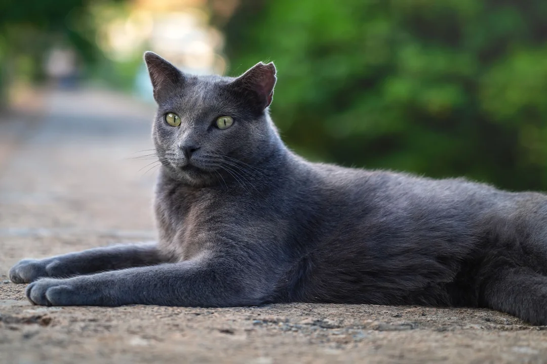 Rus Mavisi (Russian Blue)