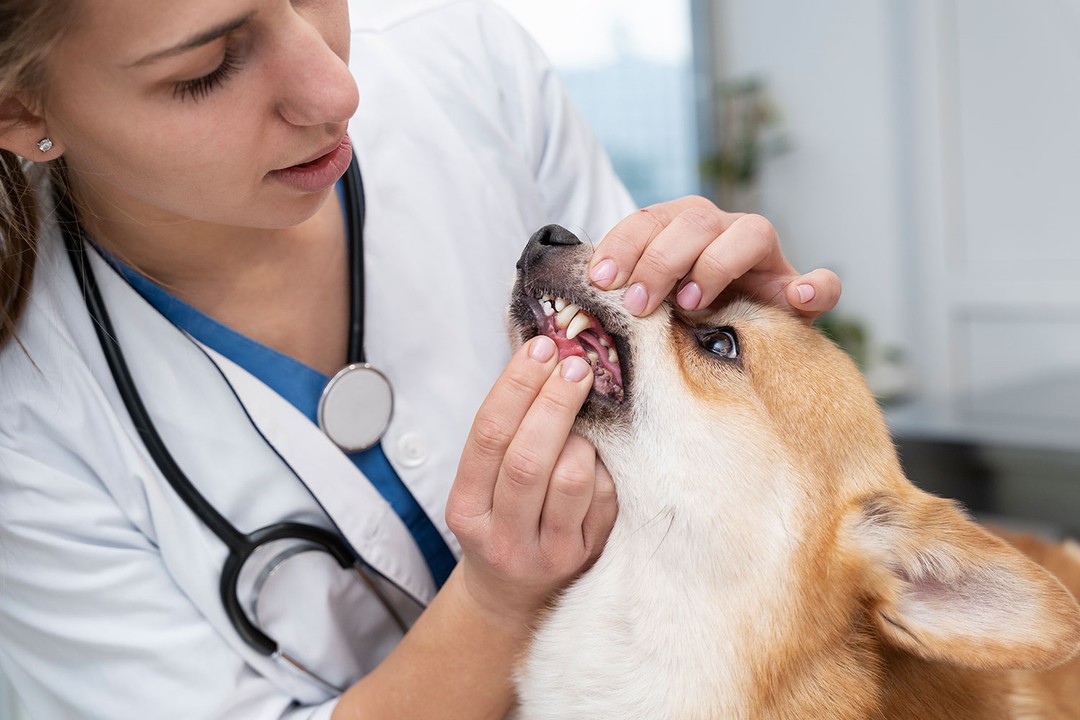 Köpeğin Diş Bakımı Nasıl Yapılır?