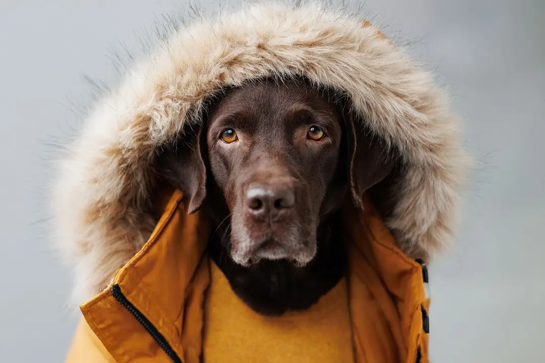Köpekleri Ne Zaman Giydirmek Gerekir?
