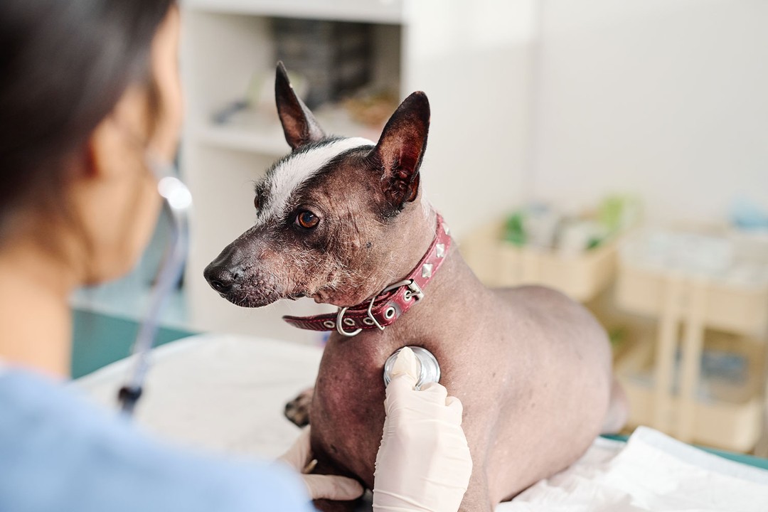 Köpeklerde Alerji Belirtileri ve Nedenleri