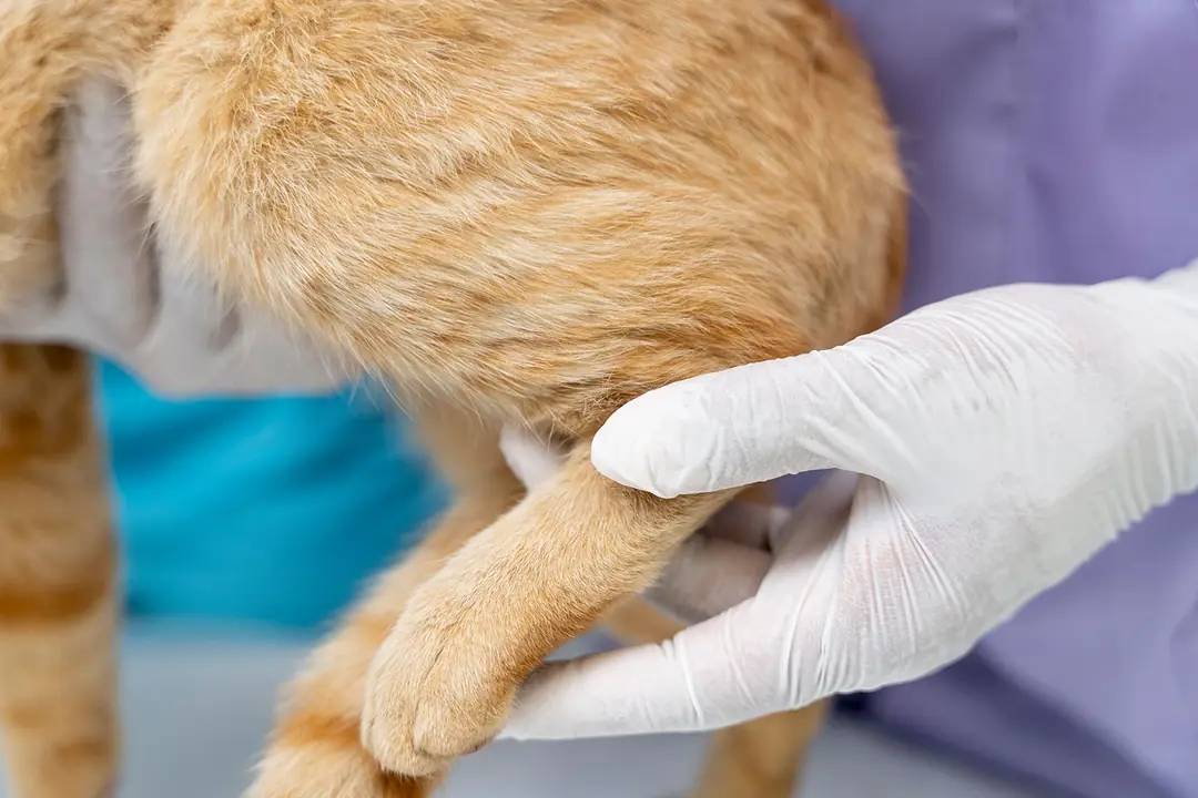 Kedi ve Köpeklerde Eklem Desteklerine Ne Zaman Başlanmalı?
