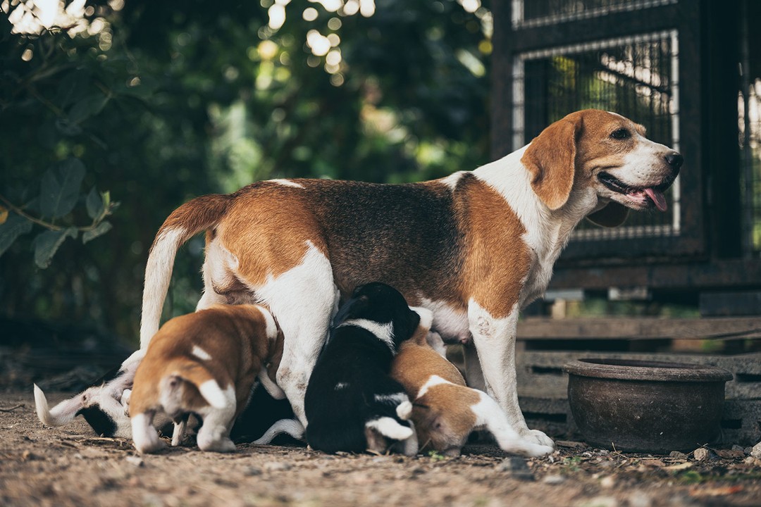 Köpeklerde Gebelik Süresi ve Doğumu Etkileyen Başlıca Faktörler