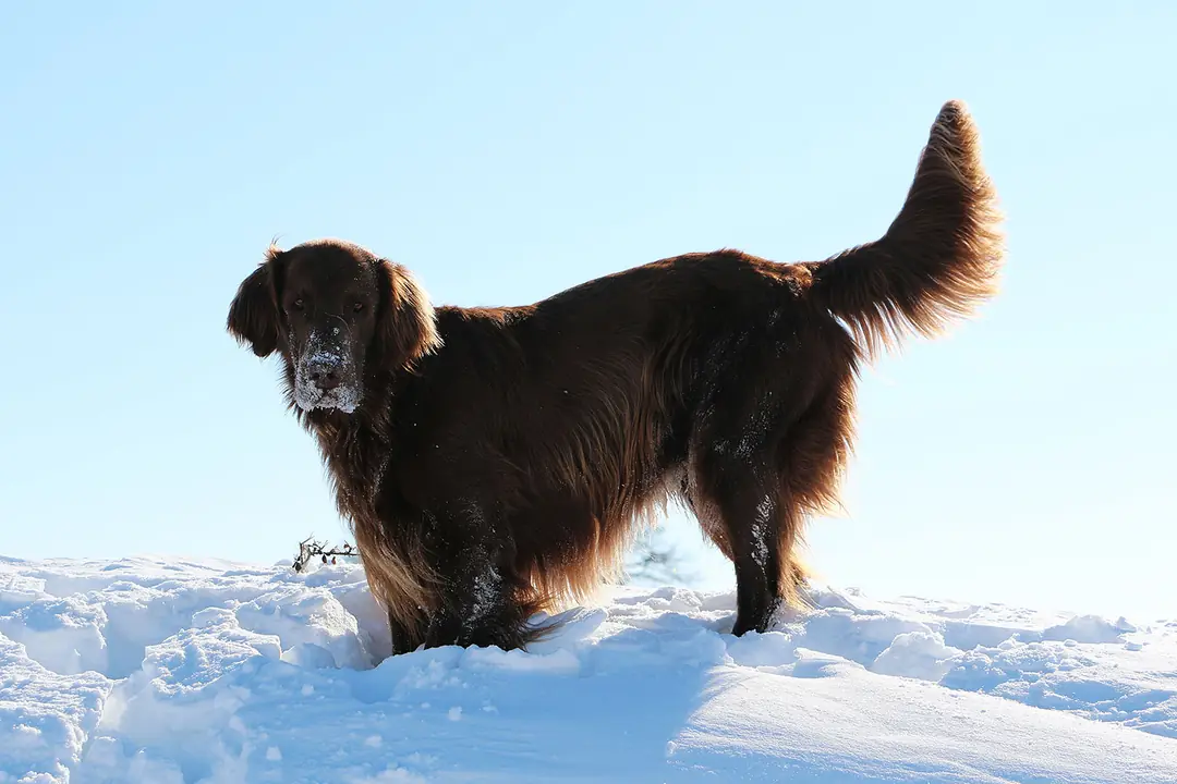 Newfoundland