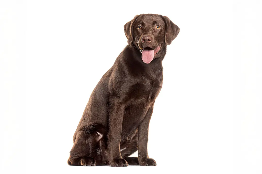 Labrador Retriever