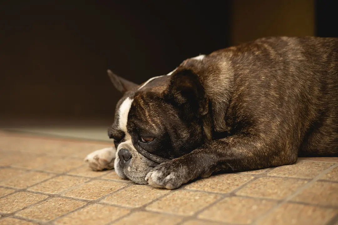 Köpeklerde Gençlik Hastalığı (Distemper) Nedir?